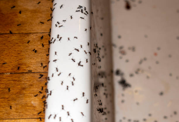 Best Exterminator Services  in Sherwood Manor, CT