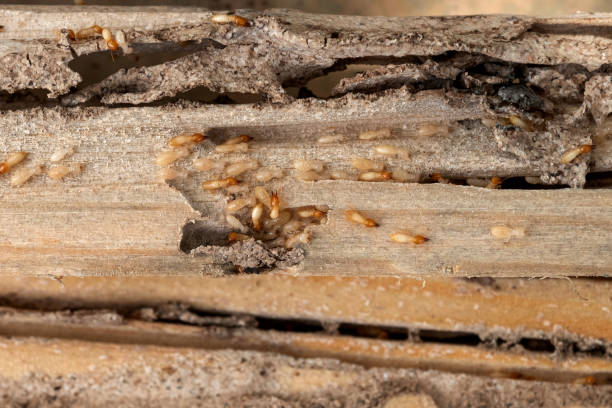Best Affordable Pest Control Services  in Sherwood Manor, CT